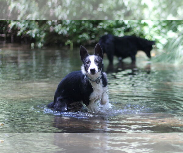 Medium Photo #3 Border Collie-Unknown Mix Puppy For Sale in Paso Robles, CA, USA