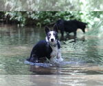 Small #2 Border Collie Mix
