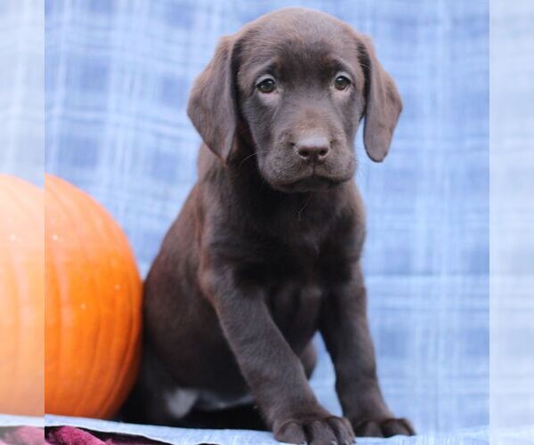 Medium Photo #1 Labrador Retriever Puppy For Sale in ELLIOTTSBURG, PA, USA