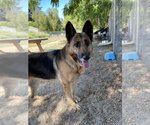 Small Photo #1 German Shepherd Dog Puppy For Sale in Van Nuys, CA, USA