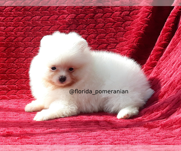 Medium Photo #4 Pomeranian Puppy For Sale in PALM BCH GDNS, FL, USA