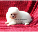 Small Photo #4 Pomeranian Puppy For Sale in PALM BCH GDNS, FL, USA