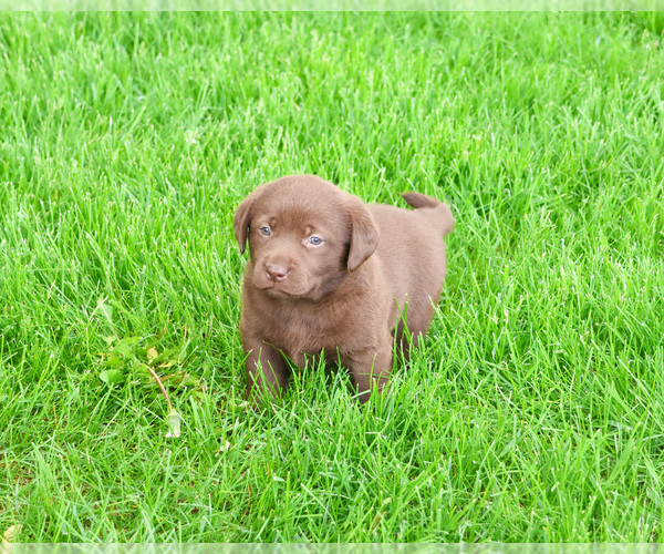 Medium Photo #5 Labrador Retriever Puppy For Sale in SYRACUSE, IN, USA