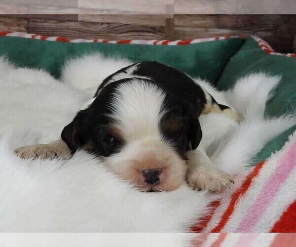 Medium Photo #3 Cavalier King Charles Spaniel Puppy For Sale in CARLISLE, KY, USA