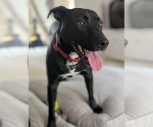 Henery - Male American Pit Bull Terrier-Unknown Mix Dog for Adoption - Photo #2
