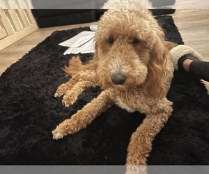 Mother of the Goldendoodle puppies born on 04/23/2025