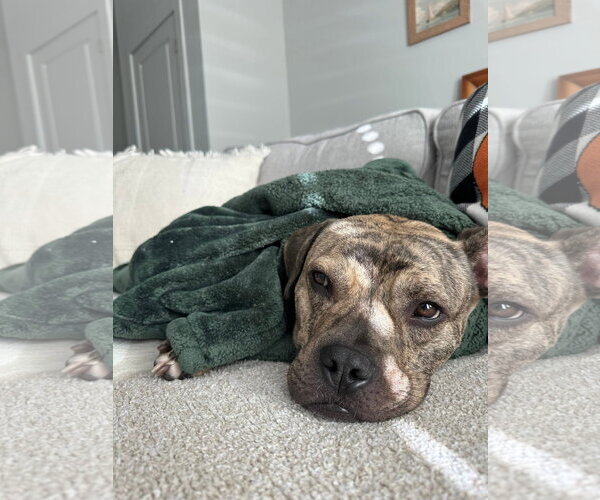Medium Photo #6 Bulldog-Unknown Mix Puppy For Sale in Germantown, OH, USA