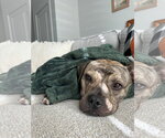 Small Photo #6 Bulldog-Unknown Mix Puppy For Sale in Germantown, OH, USA