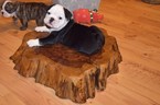 Small Photo #1 Bulldog Puppy For Sale in HAYS, NC, USA