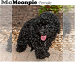 Puppy Moonpie Cock-A-Poo