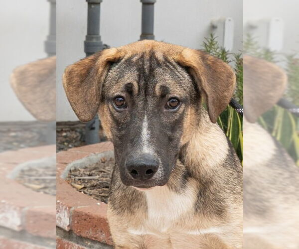 Medium Photo #17 Mutt Puppy For Sale in Lake Forest, CA, USA