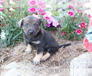 Norwegian Elkhound-Unknown Mix Puppy for sale in SHILOH, OH, USA