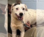 Small #23 English Setter-Labrador Retriever Mix