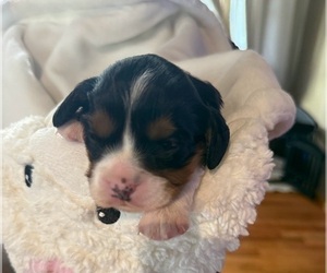 Medium Cavapoo (Miniature)