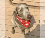 Small Labrador Retriever