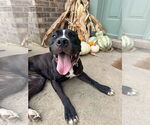 Small #4 American Pit Bull Terrier Mix
