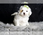 Small #1 Maltipoo (Miniature)