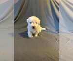 Puppy Alex Coton de Tulear