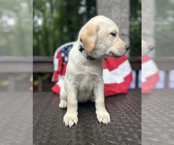 Medium Photo #14 Labrador Retriever Puppy For Sale in LOUISBURG, NC, USA
