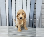Small Photo #7 Labradoodle Puppy For Sale in EDINA, MO, USA