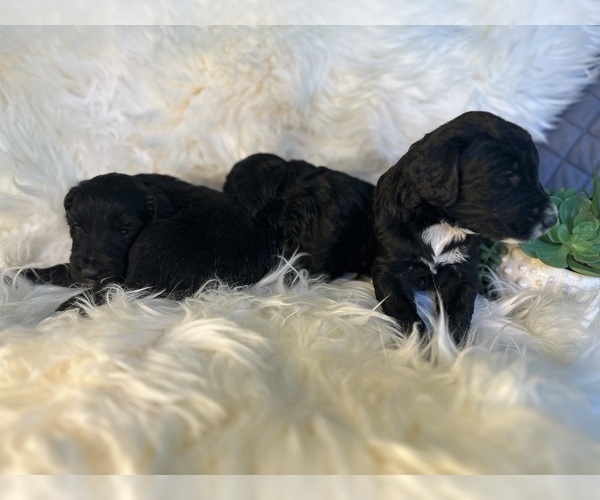 Medium Photo #3 F2 Aussiedoodle-Irish Doodle Mix Puppy For Sale in SACRAMENTO, CA, USA