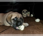 Small Photo #4 Mastiff Puppy For Sale in INDIANAPOLIS, IN, USA