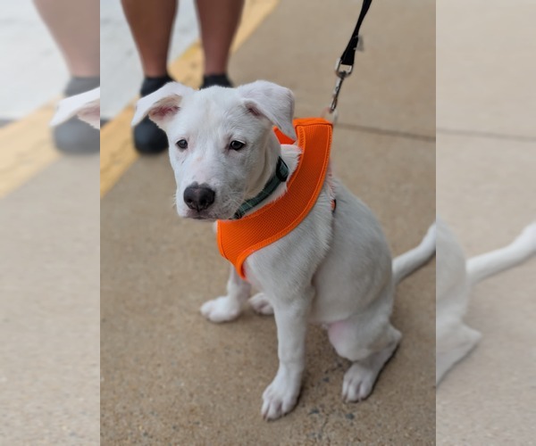 Medium Photo #15 Siberian Husky-Unknown Mix Puppy For Sale in Holly Springs, NC, USA