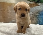 Small #1 Labrador Retriever
