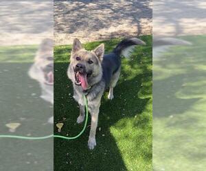 German Shepherd Dog-Unknown Mix Dogs for adoption in Santa Barbara, CA, USA