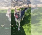 Small German Shepherd Dog Mix