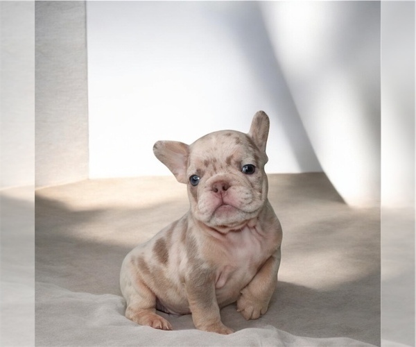 Medium Photo #6 French Bulldog Puppy For Sale in NORTH HAMPTON, NH, USA