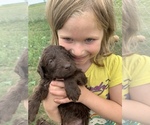 Small Photo #2 Labradoodle Puppy For Sale in BUXTON, ND, USA