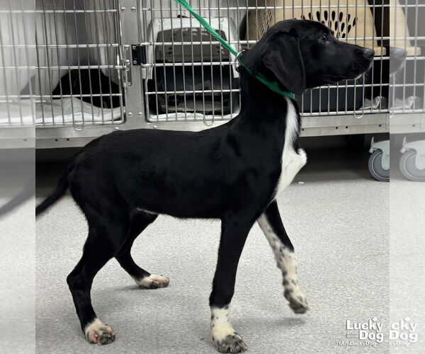 Medium Photo #2 Beagle-Pointer Mix Puppy For Sale in Washington, DC, USA