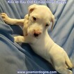 Small Photo #240 Dogo Argentino Puppy For Sale in JANE, MO, USA