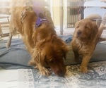 Small #6 Golden Retriever