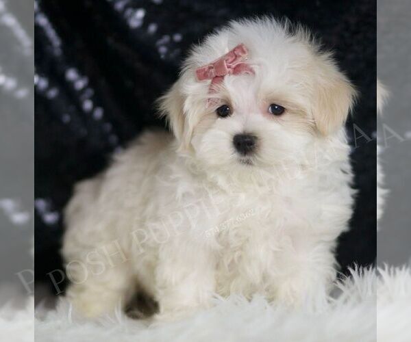 Medium Photo #5 Maltipoo Puppy For Sale in WARSAW, IN, USA