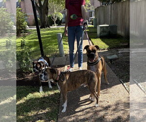 JAXON - Male Boxer Dog for Adoption - Photo #15