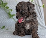 Small #6 Poodle (Toy)