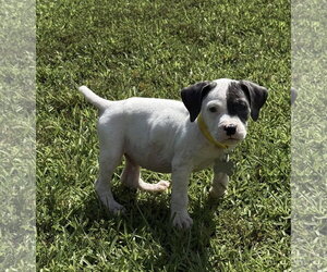 Thimble - Sewing Litter - Male American Staffordshire Terrier-Unknown Mix Dog for Adoption - Photo #11