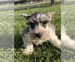 Small #1 Schnauzer (Miniature)