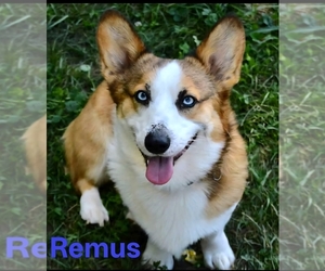 Father of the Pembroke Welsh Corgi puppies born on 05/01/2026