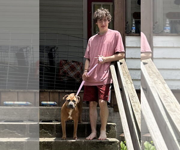 Medium Photo #6 Boxer-Unknown Mix Puppy For Sale in Rockaway, NJ, USA