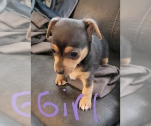 Chinaranian-Unknown Mix Puppy for sale in EVERETT, WA, USA