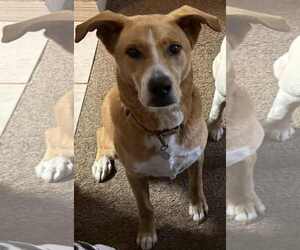 Feist Terrier-Siberian Husky Mix Dogs for adoption in Brooksville, FL, USA