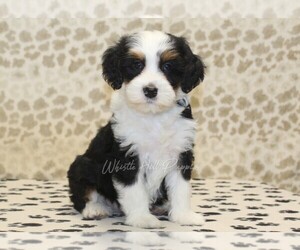 Miniature Bernedoodle Puppy for sale in DENVER, PA, USA