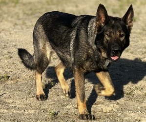 German Shepherd Dog Puppy for sale in MESHOPPEN, PA, USA