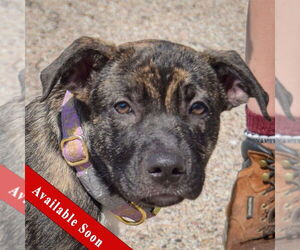 Boxapoint Dogs for adoption in Huntley, IL, USA