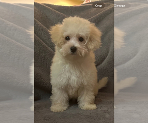 Poodle (Toy) Puppy for sale in ALEXANDRIA, VA, USA