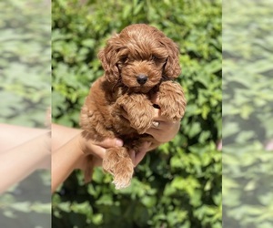 Goldendoodle (Miniature) Puppy for sale in DESERT HOT SPRINGS, CA, USA