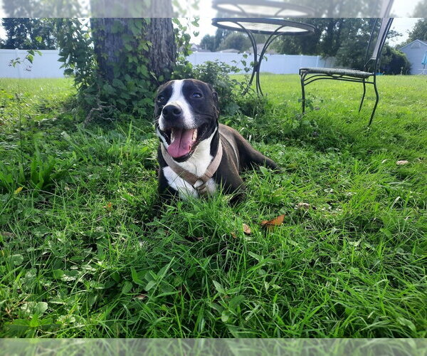 Medium Photo #7 Mutt Puppy For Sale in New York, NY, USA